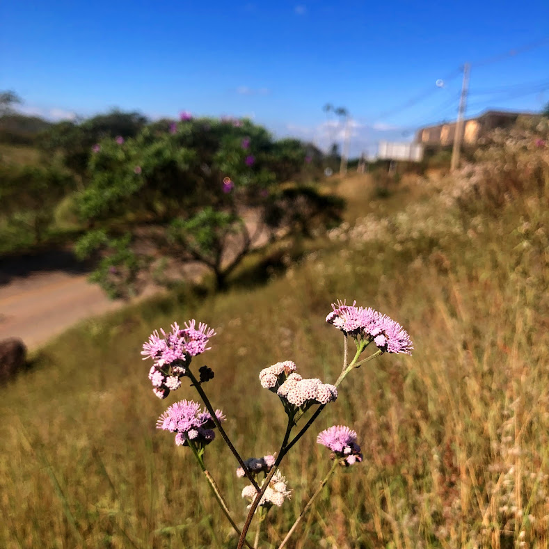 Detalhe das flores do pincel-de-estudante-rosa, formadas durante o verão no Parque Estadual do Rola Moça, na RMBH.