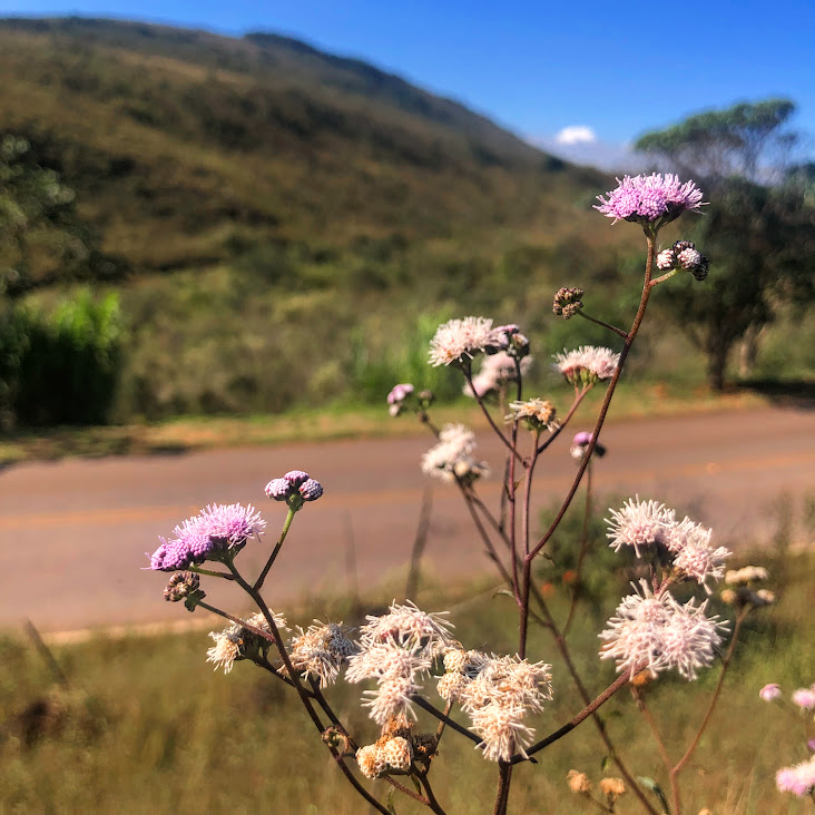 Flores do pincel-de-estudante-rosa.