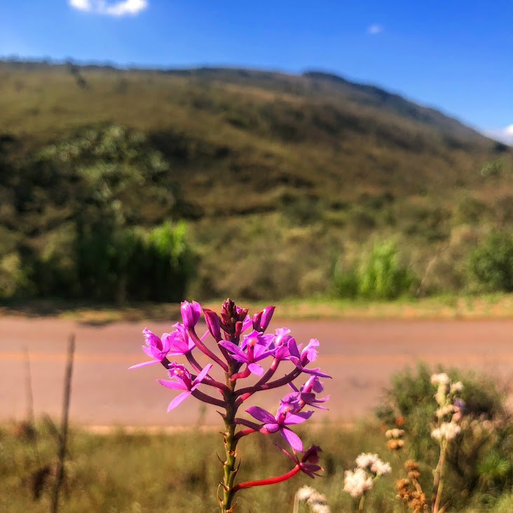 Inflorescência do epidendro.