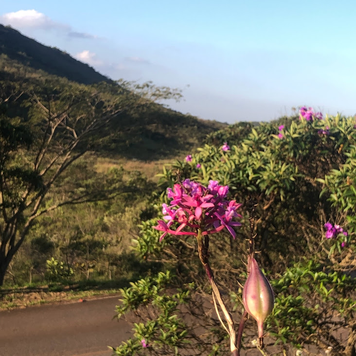 Inflorescência e fruto do epidendro.