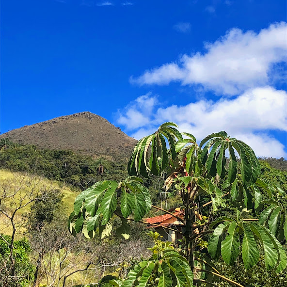 Cecropia Pachystachya Embaúba Branca Biologia Da Paisagem 2823