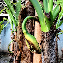 Inflorescência da bananeira-d'água.