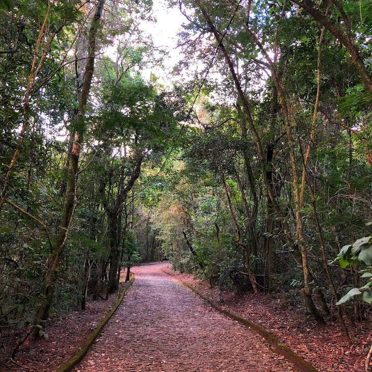 A Mata Atlântica semidecidual.