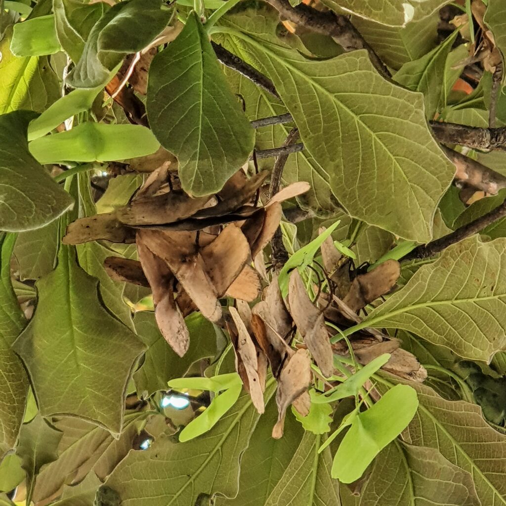 Frutos do capitãozinho.