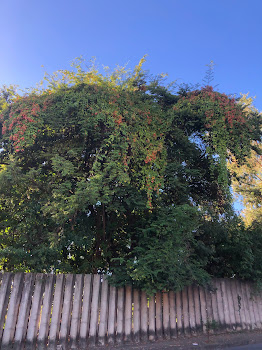 Borboleta-do-campo com frutos róseos.