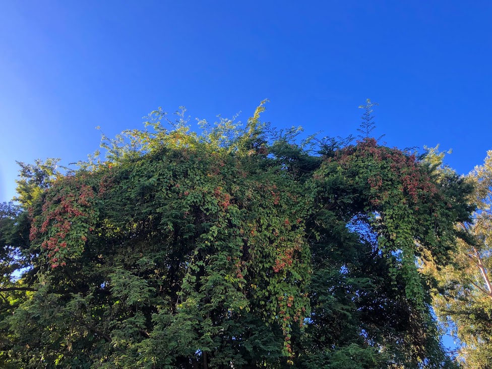 Sâmaras da borboleta-do-campo.