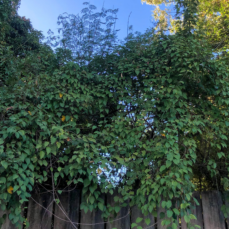 Padrão de folhagem da borboleta-do-campo.