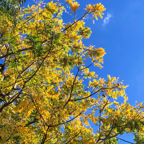 Folhas amareladas do cajá-manga