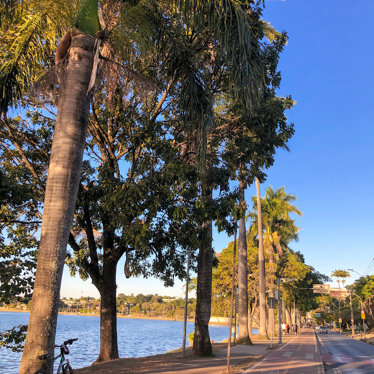 Mogno-brasileiro na orla da Lagoa da Pampulha.