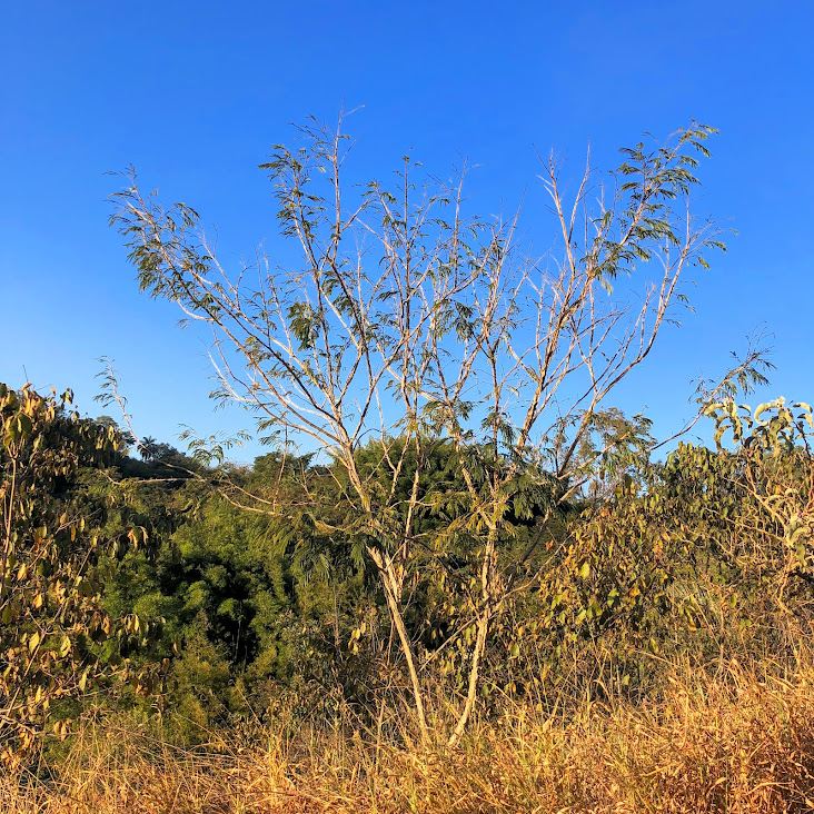 Pau-jacaré em área natural.