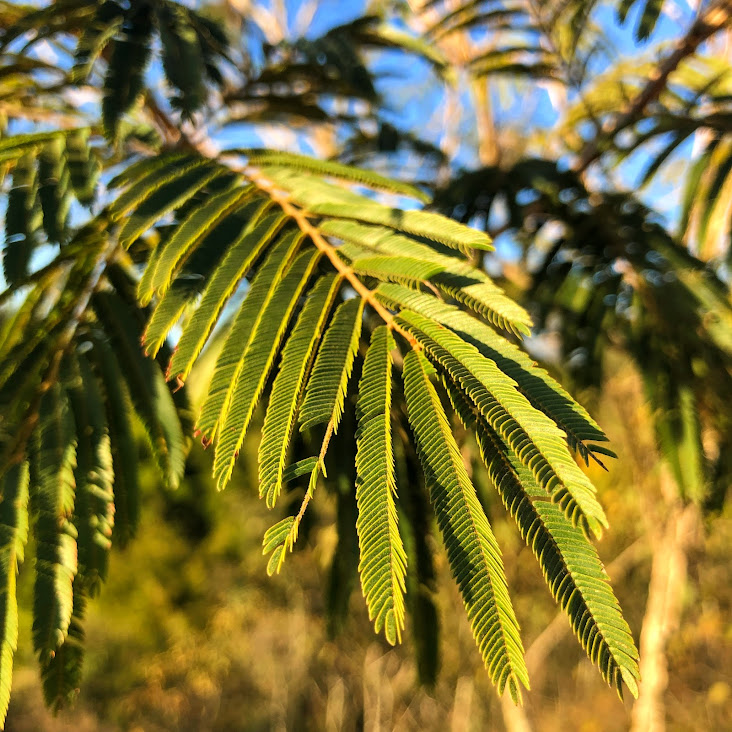 Folhas do pau-jacaré.