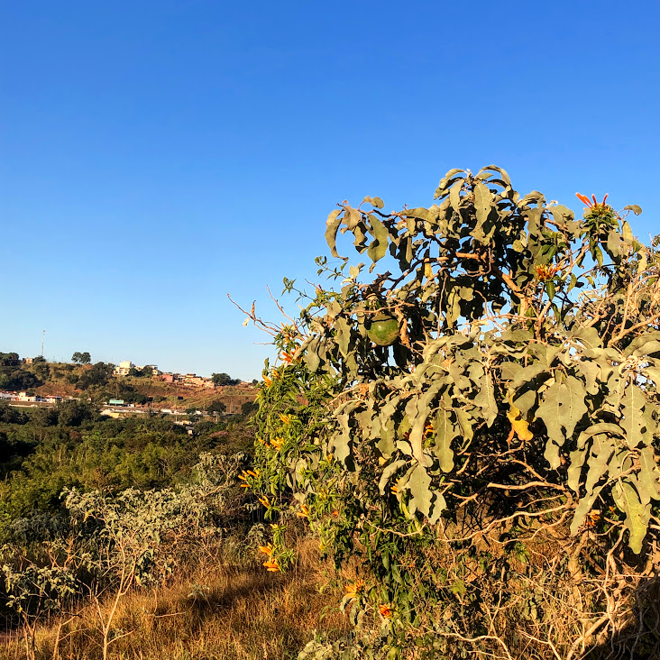 Lobeira junto de cipó-de-são-joão.