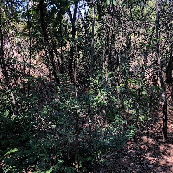 Arbusto de cambuí em área florestal.