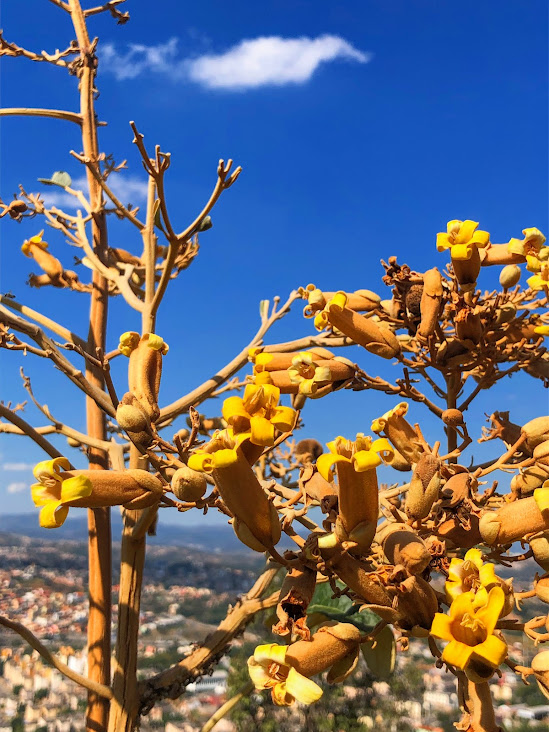 Flores da bolsa-de-pastor.