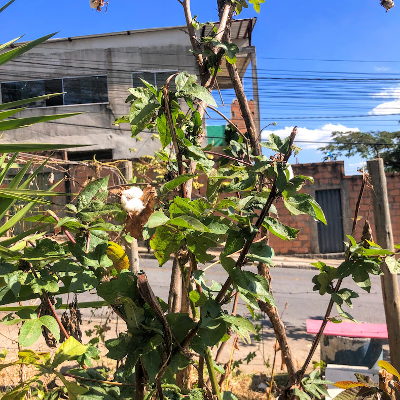 Folhas e botões florais do algodoeiro.