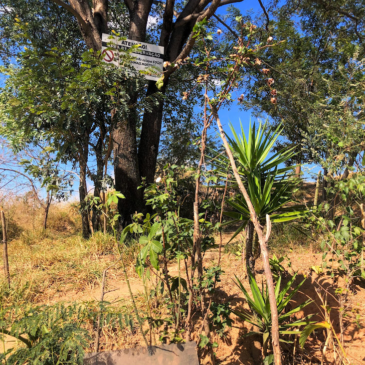 Algodoeiro presente em área ruderal.