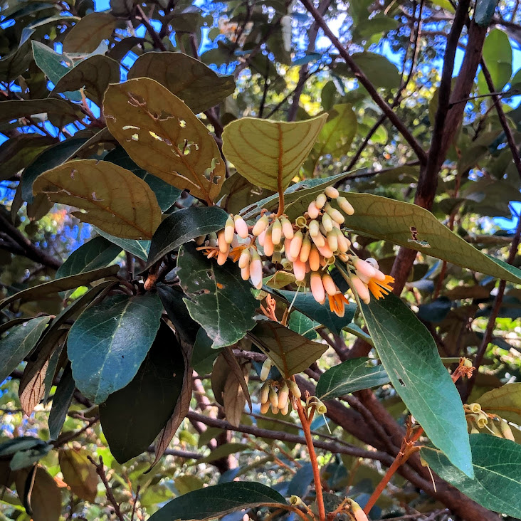 Flores e flores da benjoeiro.