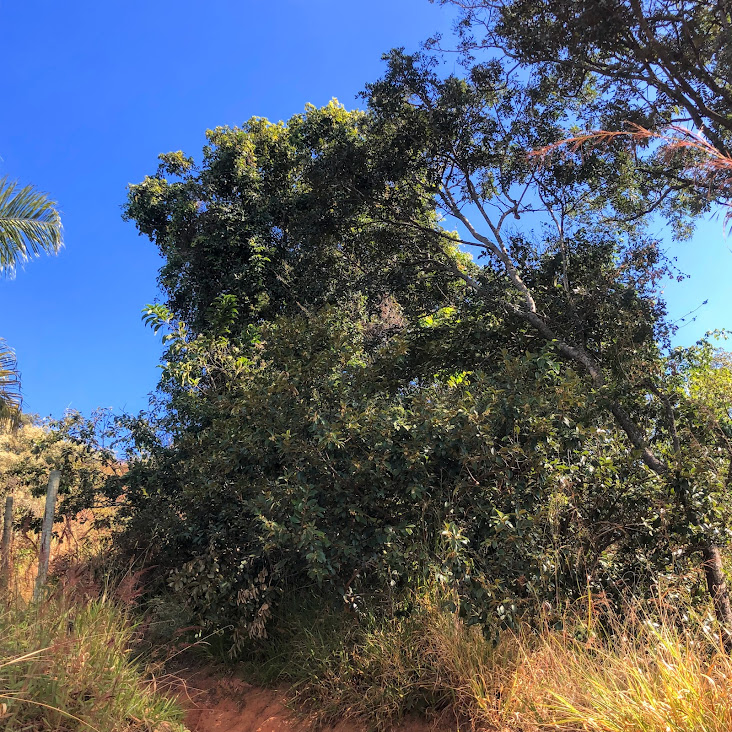 Benjoeiro em área de encosta.