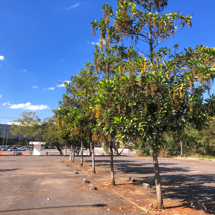 Sequência de chuvas-de-ouro.