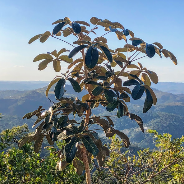 Folhagem do mandioqueiro-do-cerrado.