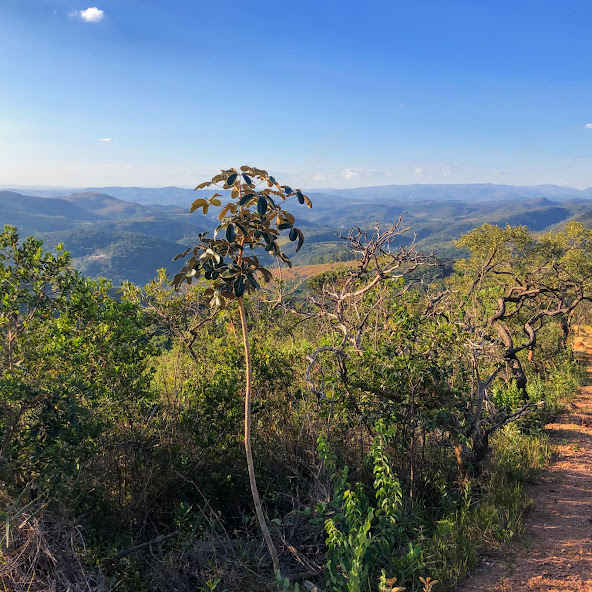 Mandioqueira-do-cerrado ainda jovem.