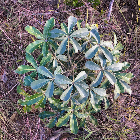 Folhas de uma mandioqueira-do-cerrado.