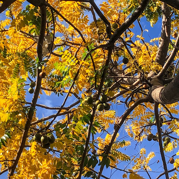 Parte do tronco, folhas e frutos do cajá-manga