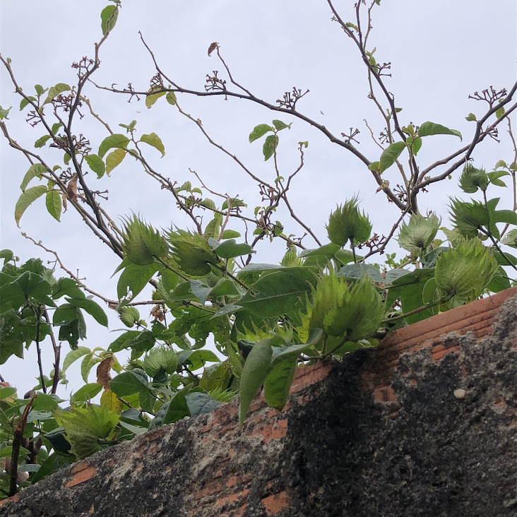 Botões florais do agodoeiro-herbáceo.