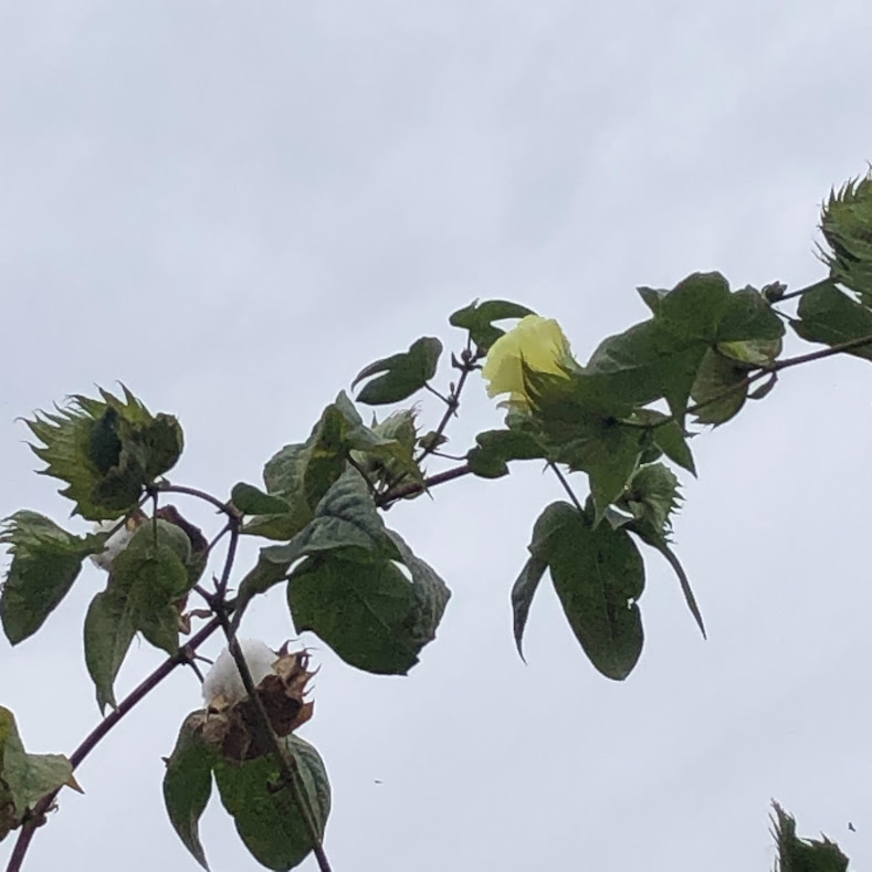 Folhas, botões florais e flores do algodoeiro-herbáceo.