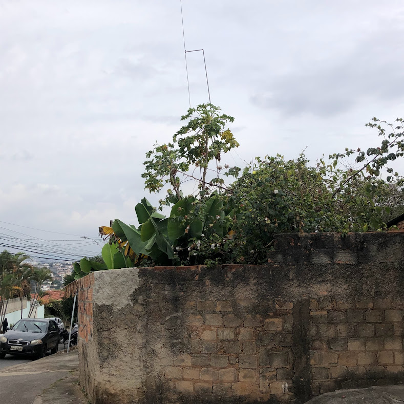 Algodoeiro herbáceo em área ruderal.