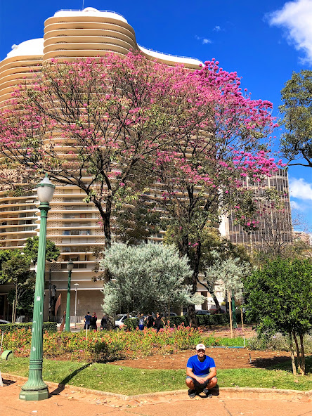 Acácia-mimosa na praça da Liberdade.