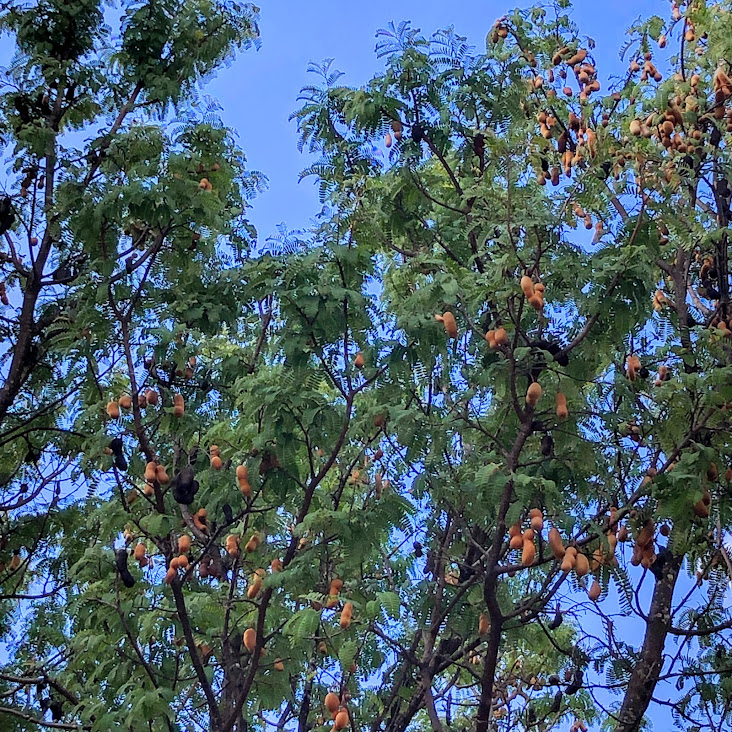 Frutos e da folhagem do tamarindo.