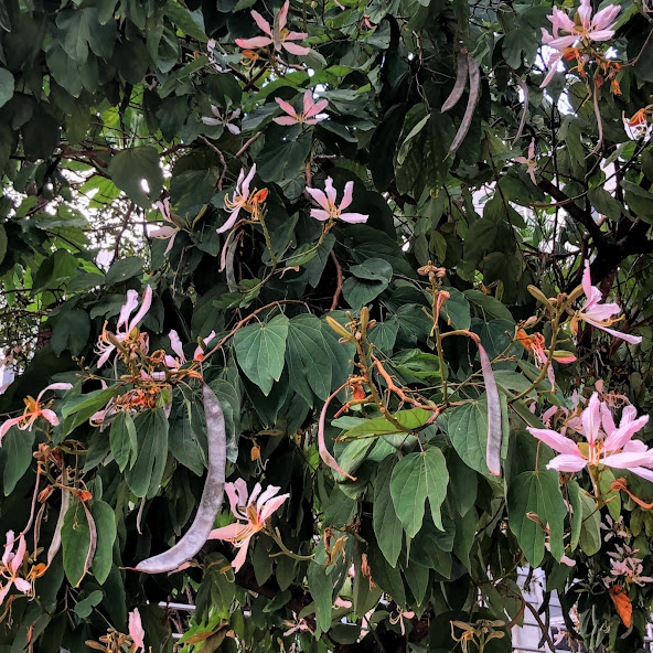 Pata de vaca (Bauhinia monandra)