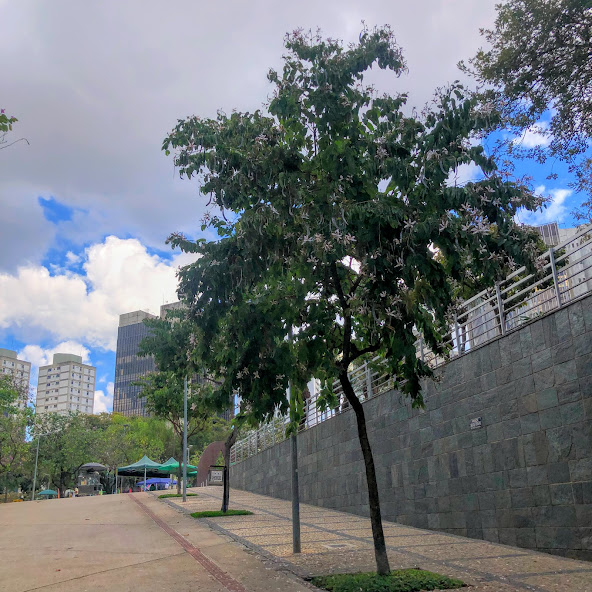 Pata-de-vaca na praça da Assembleia.