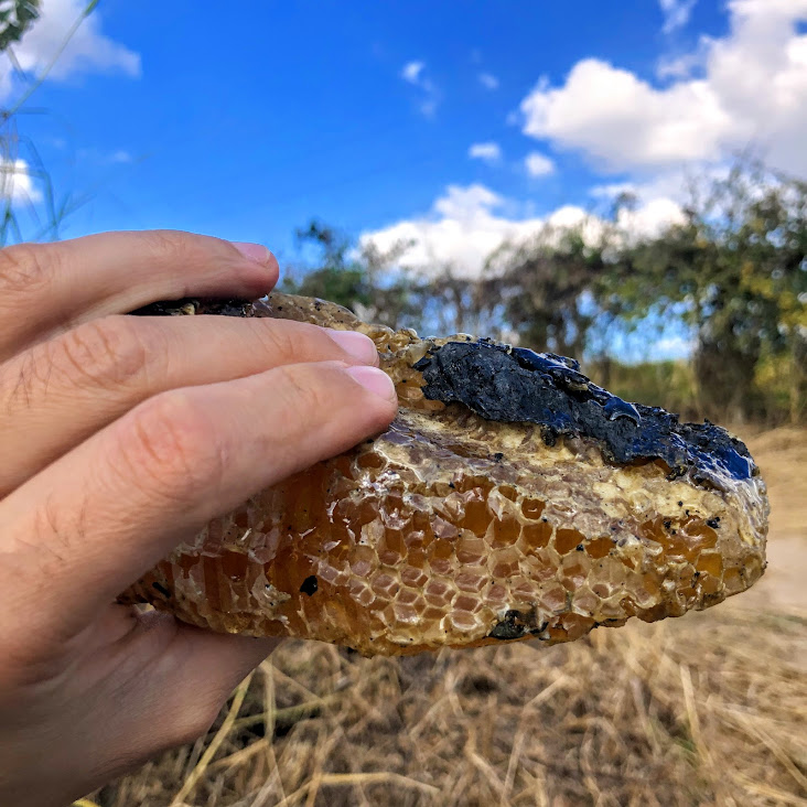 Favo de mel da abelha Apis.