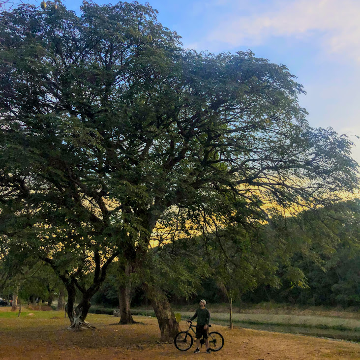 Bordão de velho adulto.