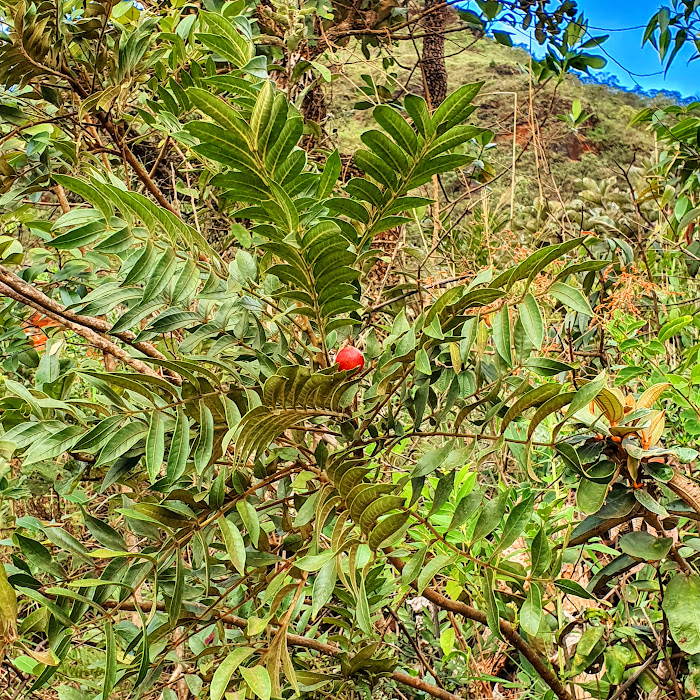 Folhagem da canjarana.