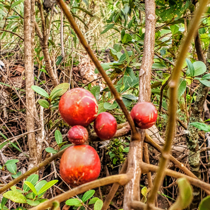 Frutos da canjarana.