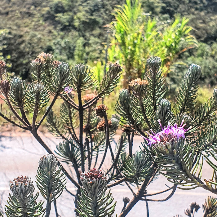 Ramos, folhas e flores róseas da arnica-mineira.