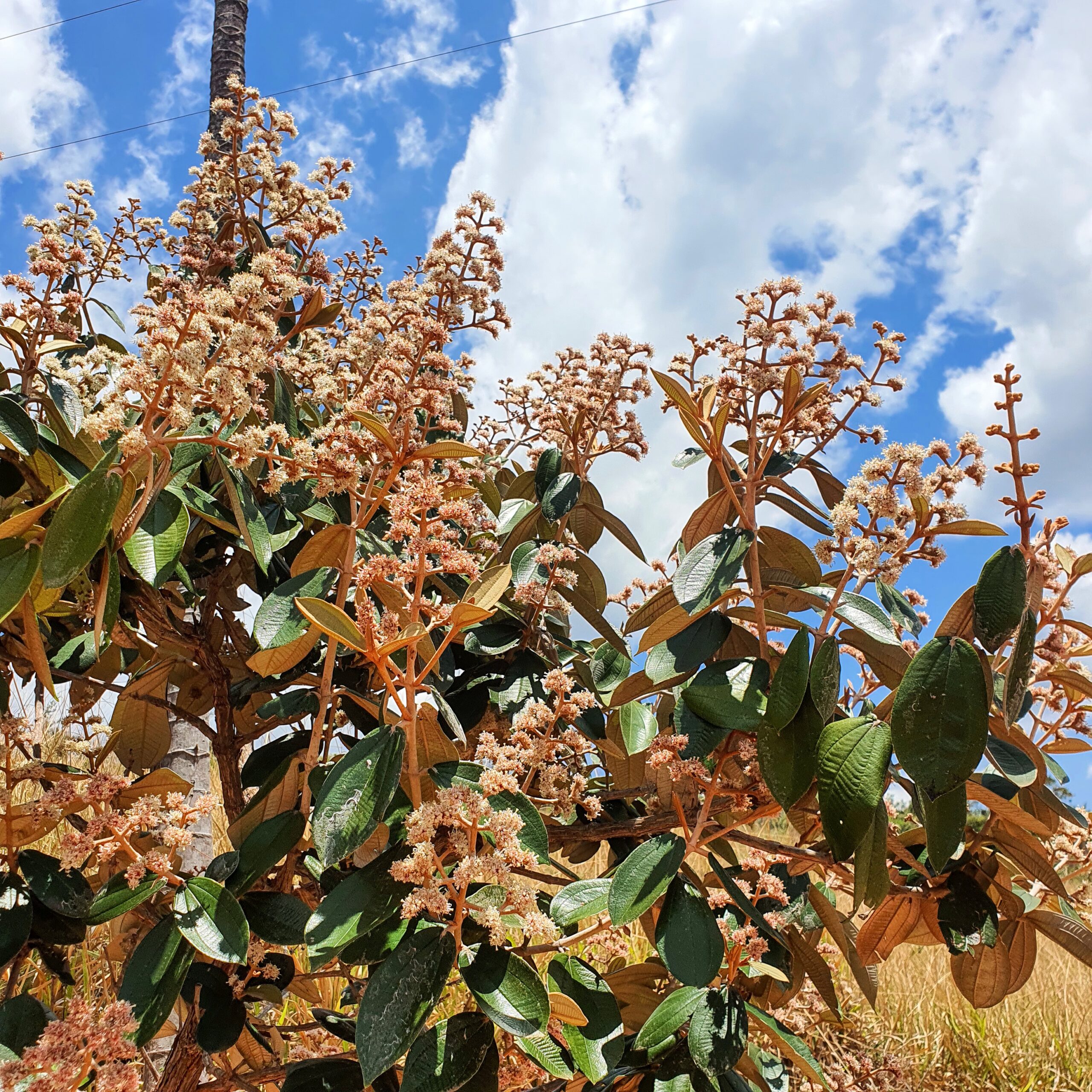 Parte da copa de micônia.