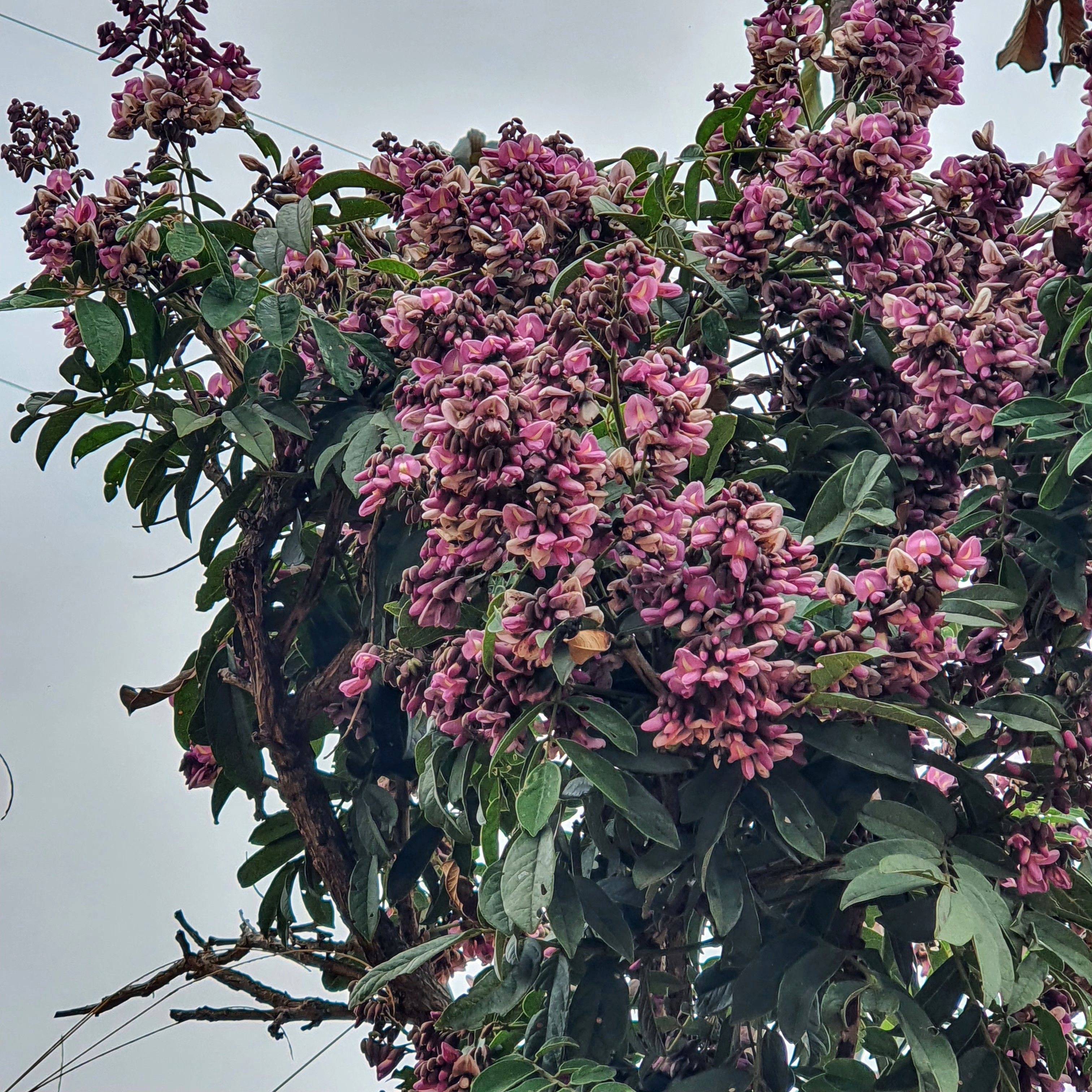 Folhas e flores do olho-de-cabra.