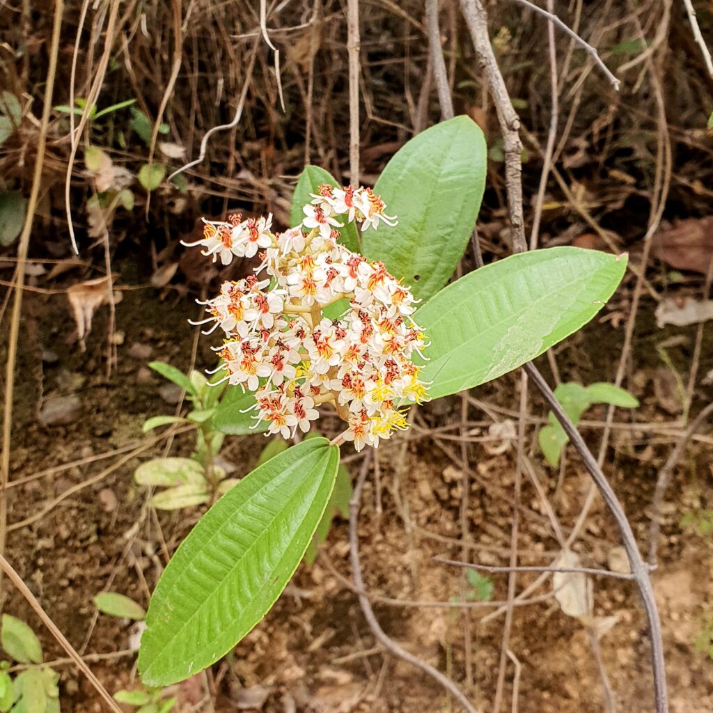 Inflorescências da miconia sp.