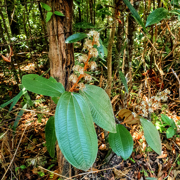 Folhas e flores da micônia.