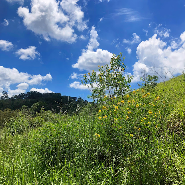 Chocalho-de-cascavel em área aberta.