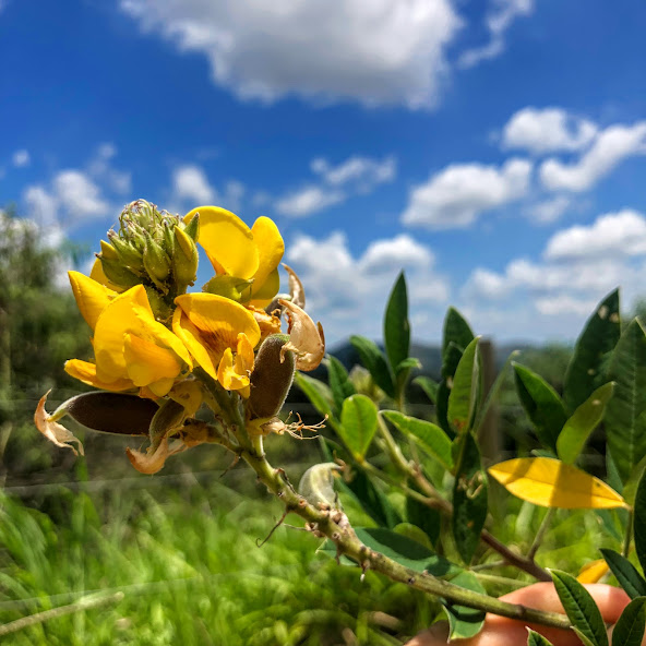 Inflorescência e das flores do chocalho-de-cascavel.