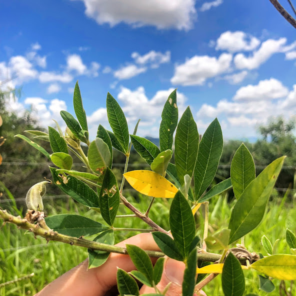 Folhas do chocalho-de-cascavel.