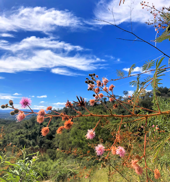 Inflorescência da mimosa-arbustiva.