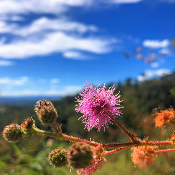 Botões florais e inflorescência da mimosa-arbustiva.