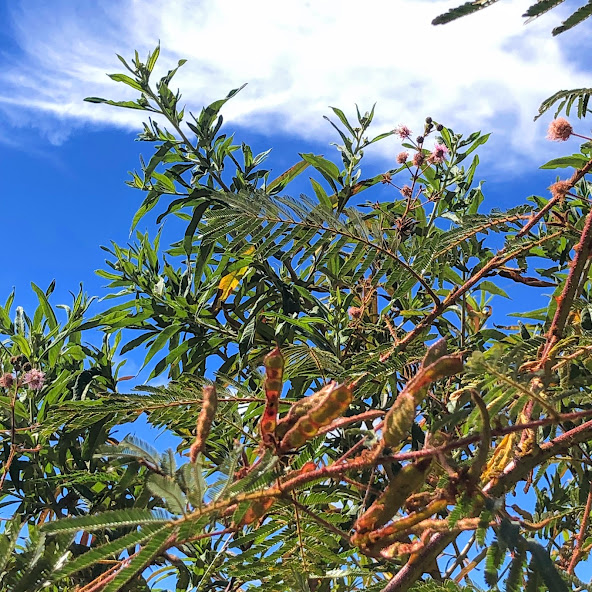 Folhas e frutos da mimosa-arbustiva.