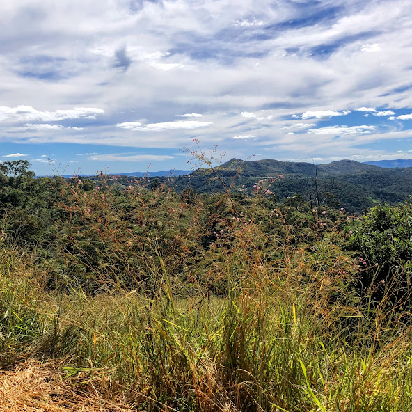 Maciço de mimosas-arbustivas.